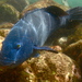 Blue Gropers - Photo (c) Sylke Rohrlach, some rights reserved (CC BY-SA)