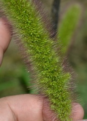 Setaria italica