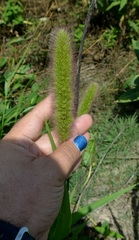 Setaria italica