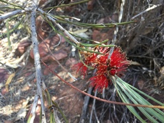 Melaleuca orophila