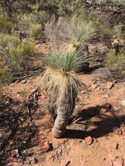 Xanthorrhoea quadrangulata