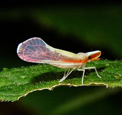 Shellenius ballii