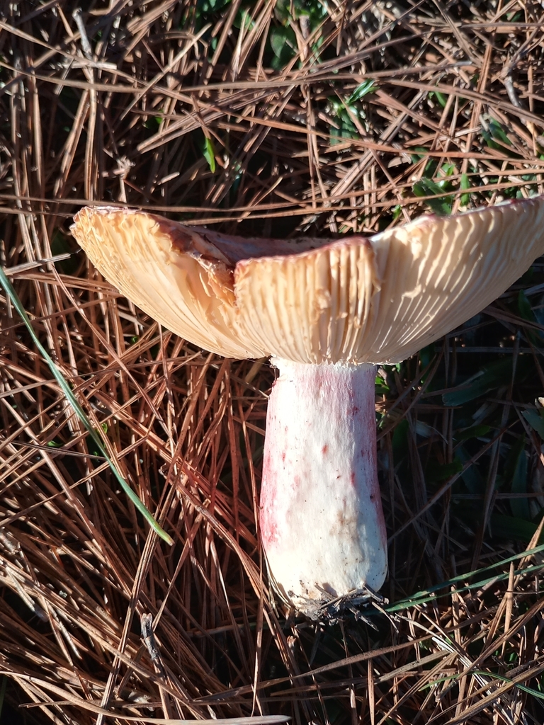 Russula sardonia · July 2025 · photo: © ronyristow (iNaturalist, cc-by)