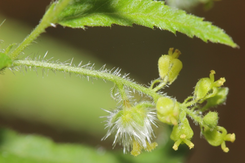 Tragia urticifolia