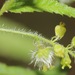 Tragia urticifolia - Photo (c) Nathan Taylor, algunos derechos reservados (CC BY-NC)