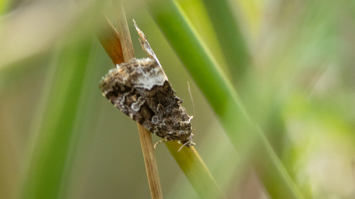 Marbled White-spot, Huis ter Heide, Netherlands, photo 10 of 10