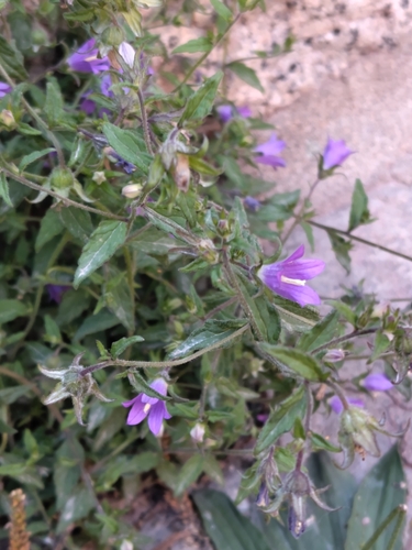 Campanula pallida, photograph 3