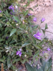 (c) Manuel R Popp, some rights reserved (CC BY) Campanula pallida, photograph (c) Manuel R Popp, some rights reserved (CC BY)