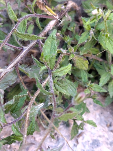 Campanula pallida, photograph 4