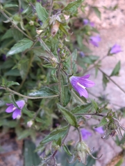 (c) Manuel R Popp, some rights reserved (CC BY) Campanula pallida, photograph (c) Manuel R Popp, some rights reserved (CC BY)