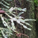 Schlumbergera — photo 3