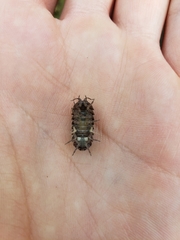 Armadillidium nasatum