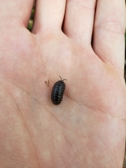 Armadillidium nasatum