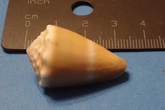 Conus lividus