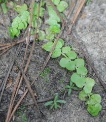 Bacopa rotundifolia