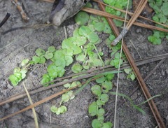 Bacopa rotundifolia