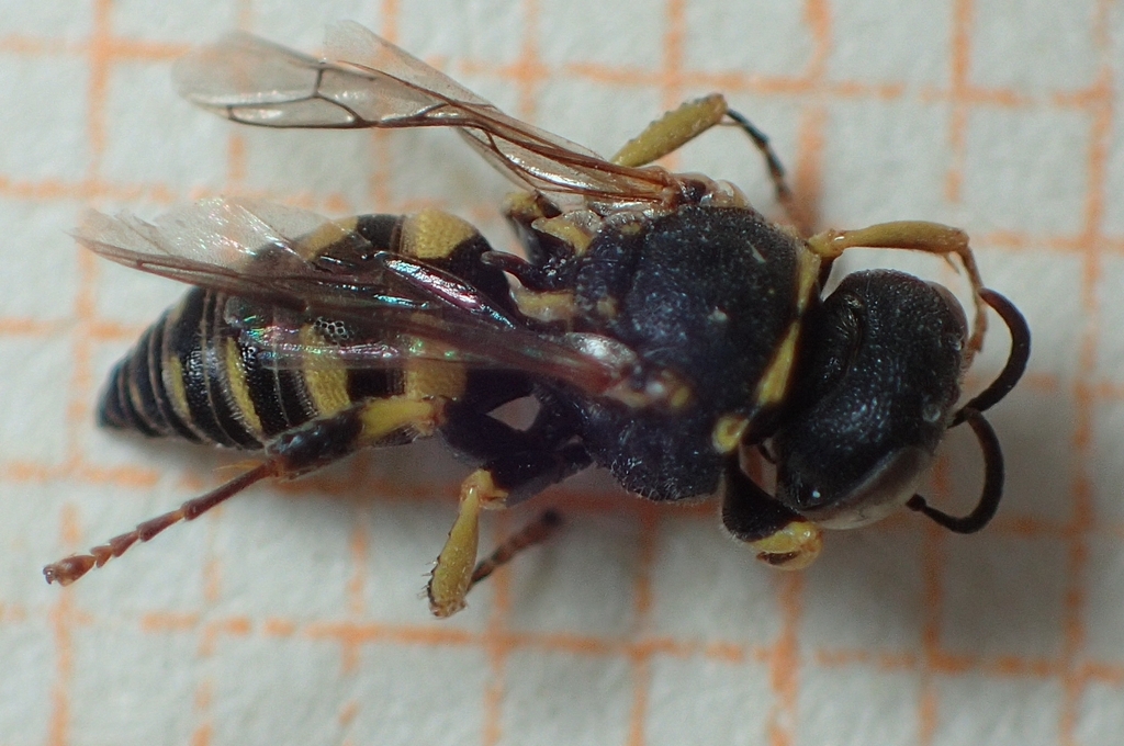 Oxybelus mucronatus