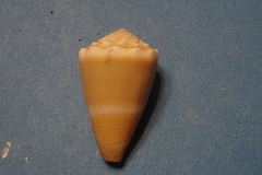Conus lividus image