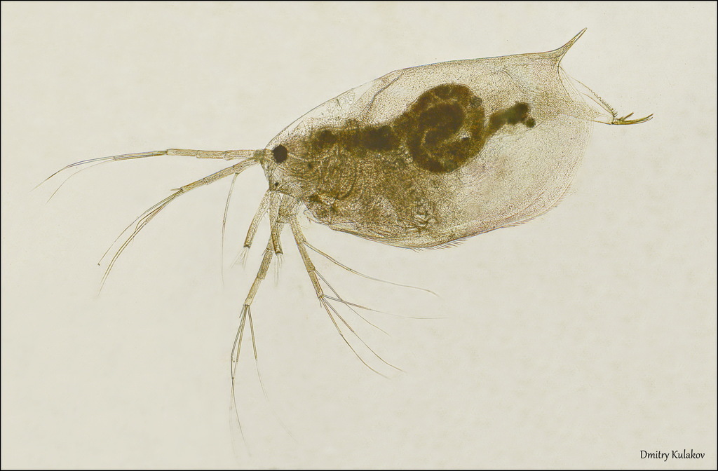 Ophryoxus gracilis