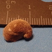 Shingly Hoof Snail - Photo (c) Donna Pomeroy, some rights reserved (CC BY-NC), uploaded by Donna Pomeroy