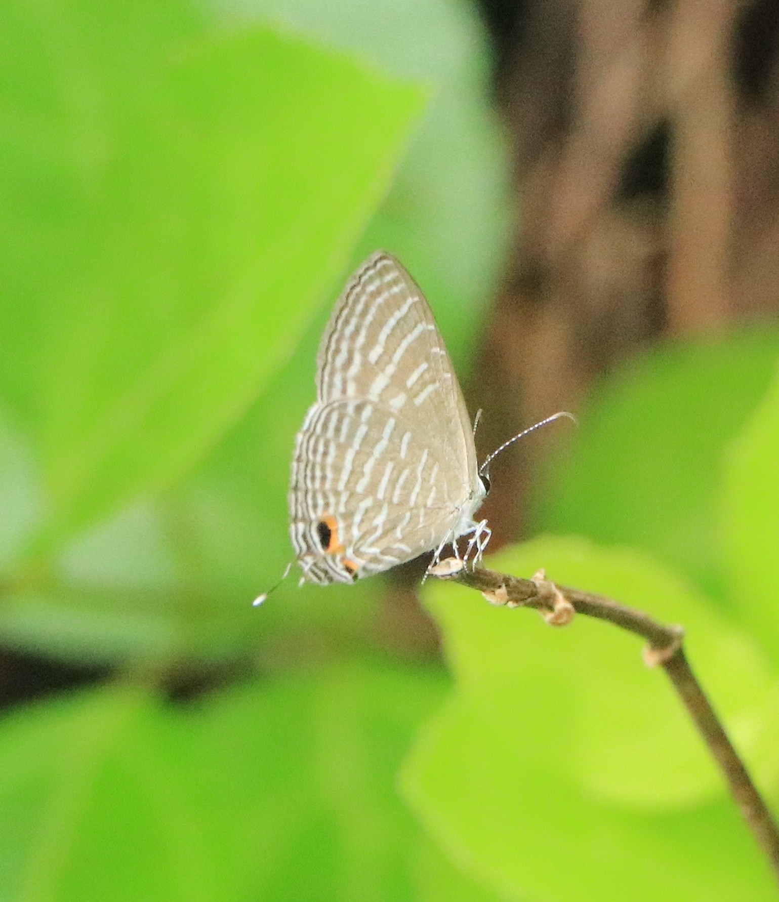 Common Cerulean