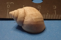 Littoraria pintado