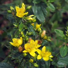Hypericum mitchellianum