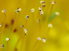 Hypericum mitchellianum