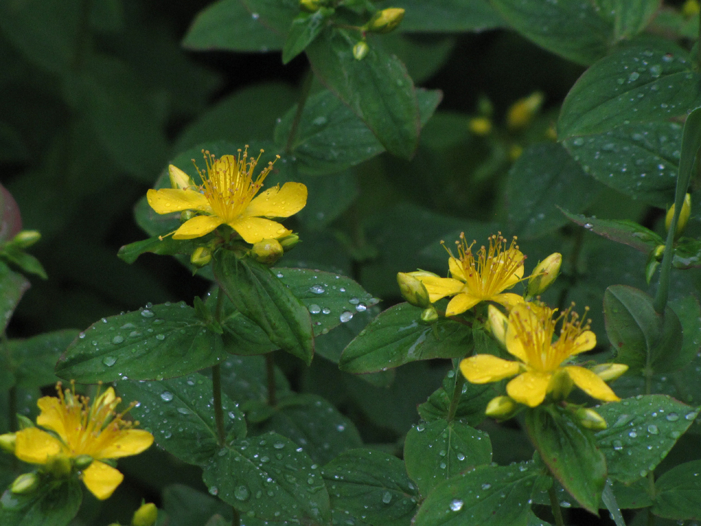 Hypericum graveolens