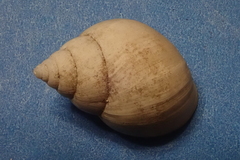 Littoraria pintado