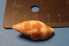 Nebularia chrysostoma
