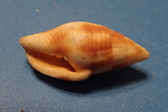 Nebularia chrysostoma