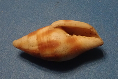 Nebularia chrysostoma