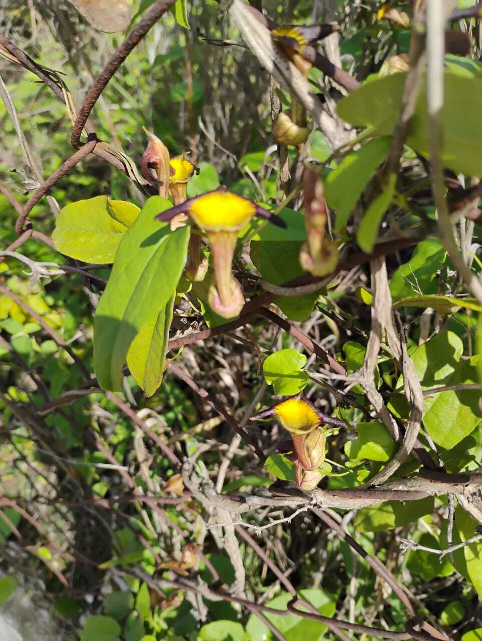 Aristolochia birostris