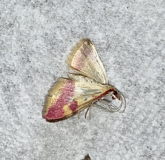 Pyrausta scurralis