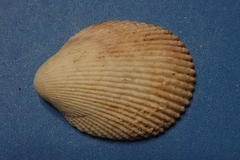 Vasticardium hawaiensis