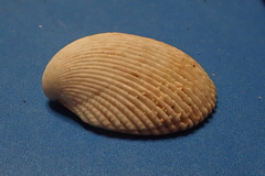 Vasticardium hawaiensis