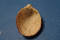 Vasticardium hawaiensis