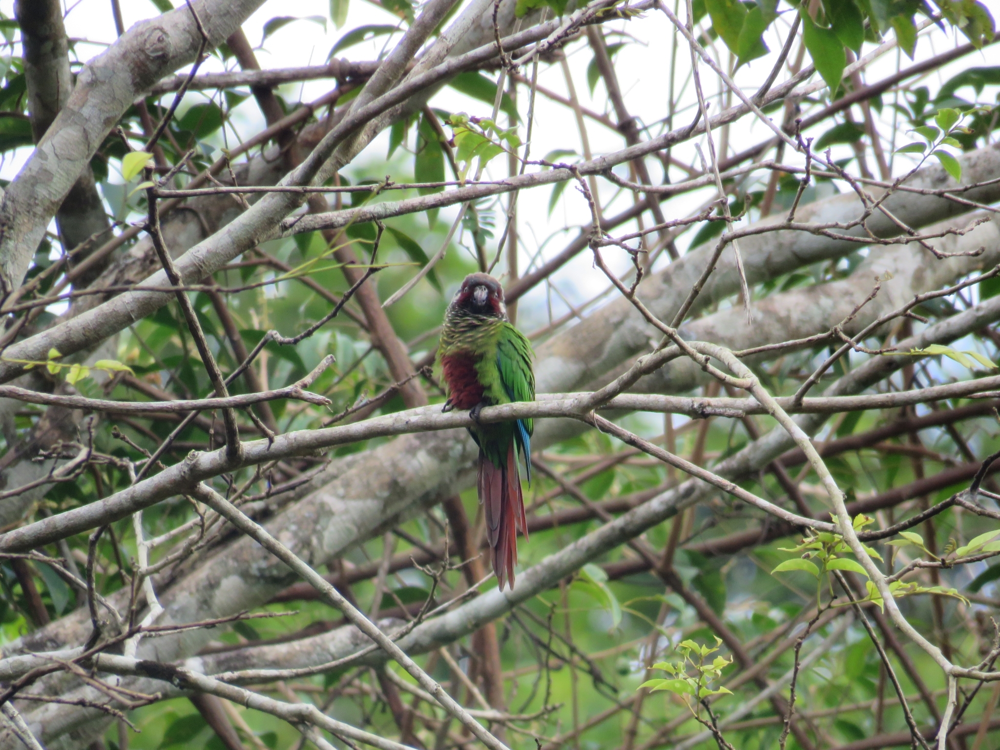 White-eared Parakeet (Pyrrhura leucotis), photo 8