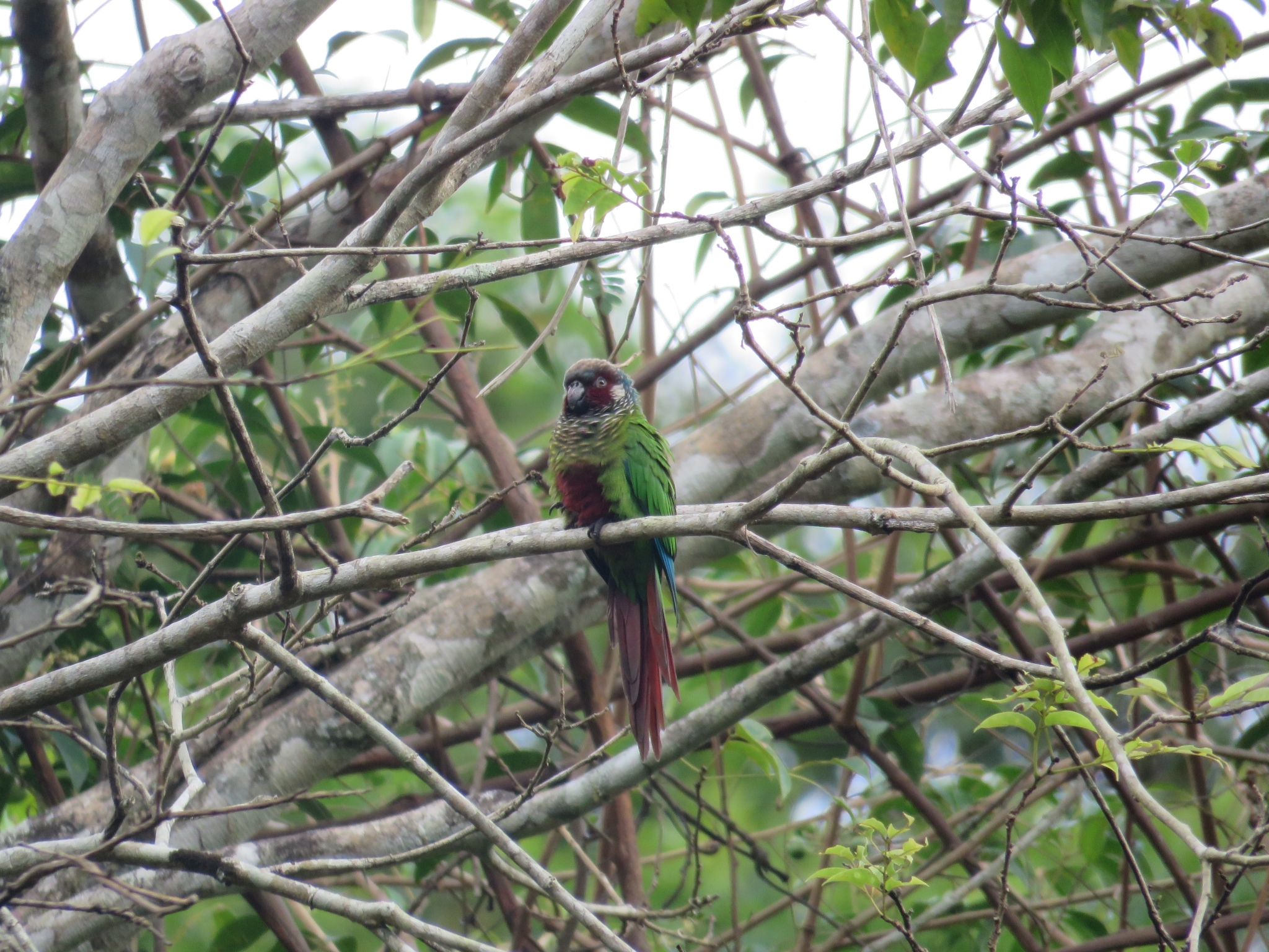 White-eared Parakeet (Pyrrhura leucotis), photo 9