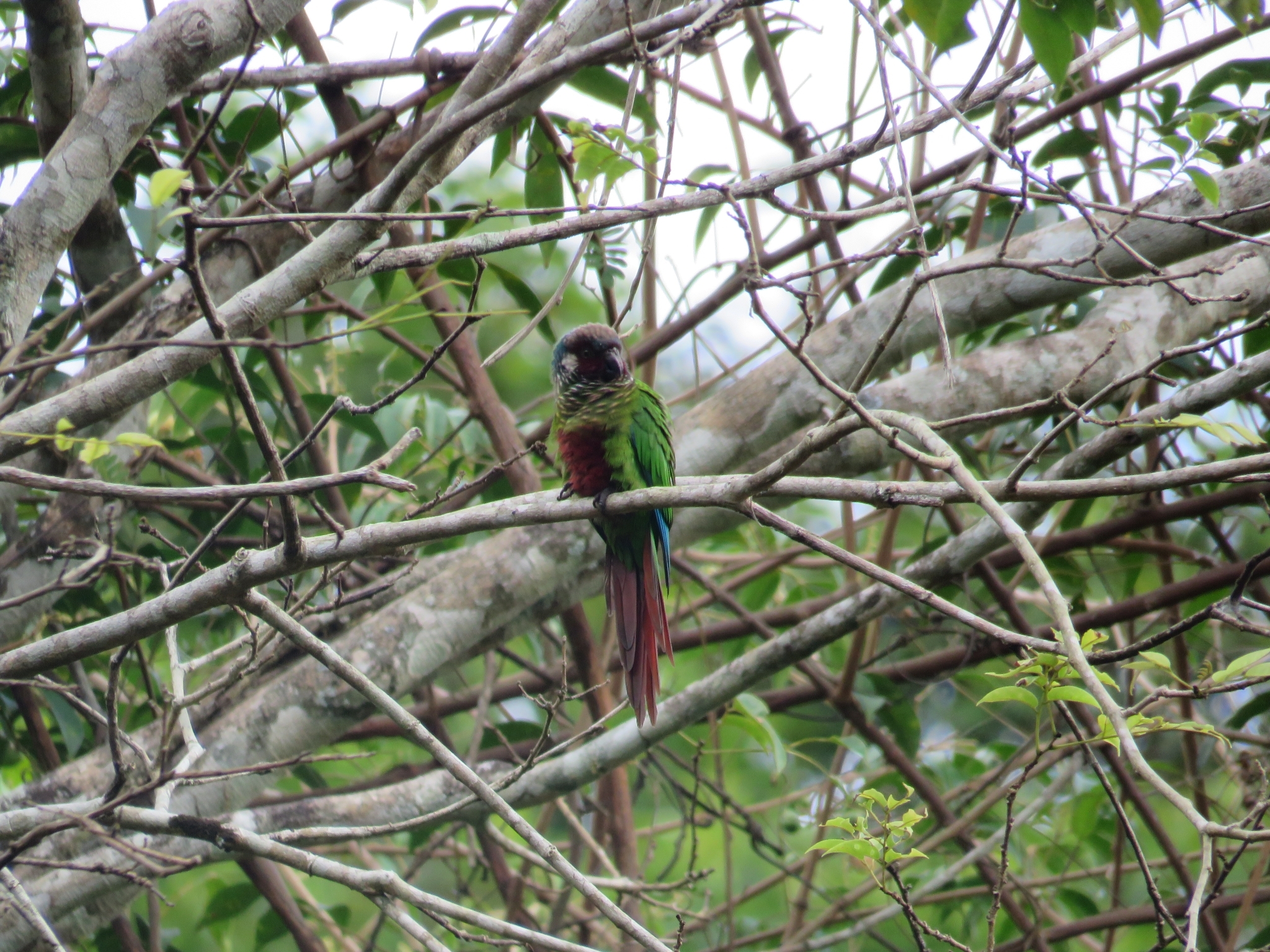 White-eared Parakeet (Pyrrhura leucotis), photo 10