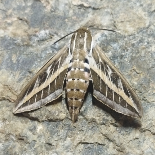 Striped Hawkmoth photo 4