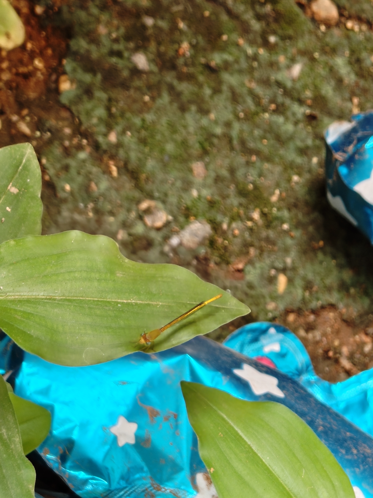 Coromandel Marsh Dart