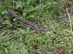 Thamnophis scalaris