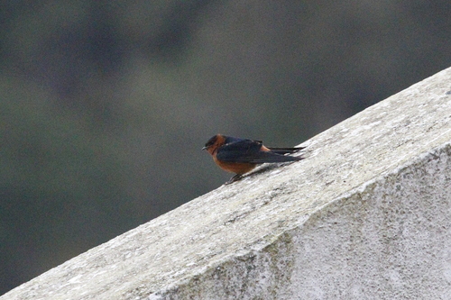 Rufous-bellied Swallow (Cecropis badia), photo 3