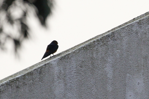 Rufous-bellied Swallow (Cecropis badia), photo 4