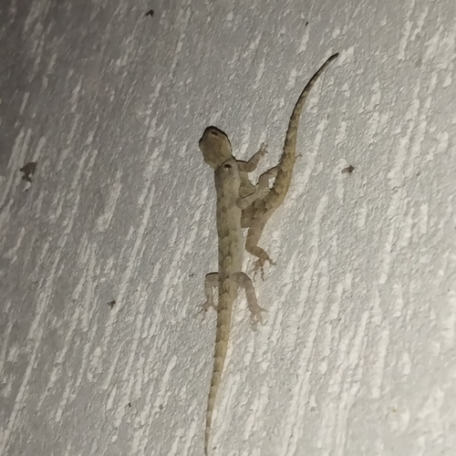 Mediterranean Thin-toed Gecko, 4292 Dobri dol, Bulgaria, photo 8 of 10