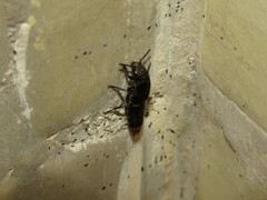 Platydracus incognitus