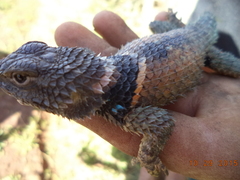 Sceloporus mucronatus