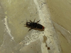 Platydracus incognitus